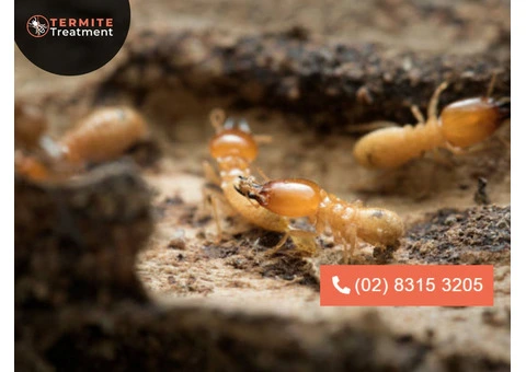 Expert Termite Extermination Services in Sydney Today!