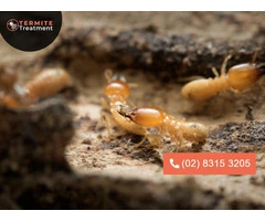 Expert Termite Extermination Services in Sydney Today!