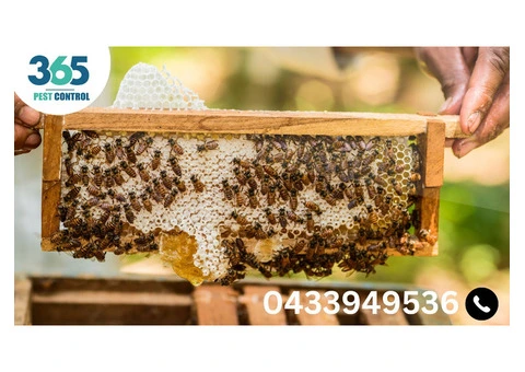 Your Go-To Bees Control Melbourne – Effective Solutions by 365 Pest Control