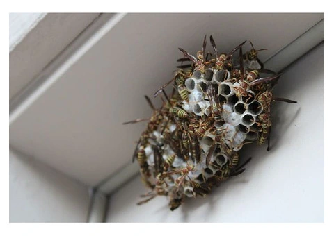 Wasped Control Melbourne – Fast and Reliable Wasp Solutions!