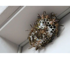 Wasped Control Melbourne – Fast and Reliable Wasp Solutions!