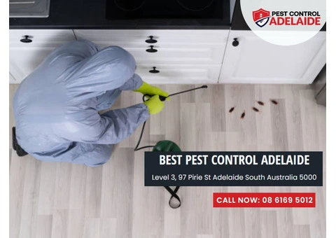 Seaford Pest Control Services: Your Local Experts on Call