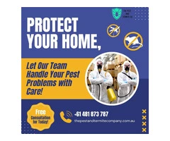 Stop Termites on the Gold Coast with Our Pest Treatment Services