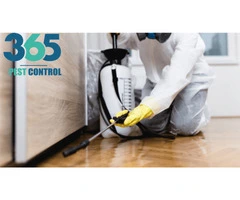 Pest Control Werribee – Your Local Pest Solutions