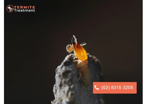 Termite Infestation Services in Sydney: Protect Your Property Today