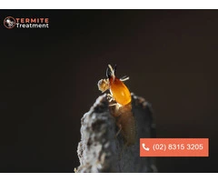 Termite Infestation Services in Sydney: Protect Your Property Today