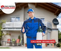 Port Adelaide Pest Control Services: Trusted Protection Against Pests