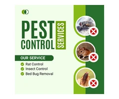 Say Goodbye to Pests with Keysborough’s Trusted Team
