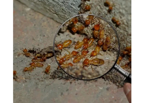 Best Termite Treatment in Adelaide You Can Opt For