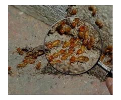 Best Termite Treatment in Adelaide You Can Opt For