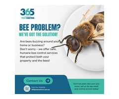 Bees Control Melbourne – Effective & Eco-Friendly Solutions.