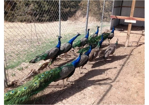 Peacocks and peahens available.