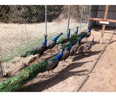 Peacocks and peahens available.