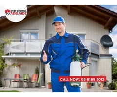 Professional Pest Control in Glenelg: Exterminate Pests Fast
