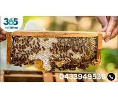 Bees Control Melbourne – Your Trusted Partner for Bee Management