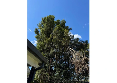Tree Trimming North Shore