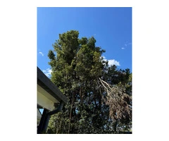 Tree Trimming North Shore