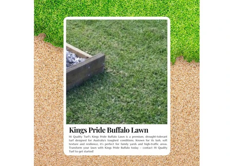 Save Water and Enjoy a Green Lawn with Best Buffalo Grass