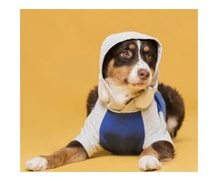 Comfortable and Stylish Dogs Clothing for Every season