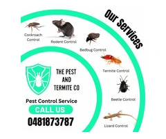 Expert Termite Inspection Services in Brisbane – Protect Your Property Today!