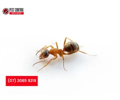 White Ant Treatment Gold Coast – Protect Your Home from Costly Damage