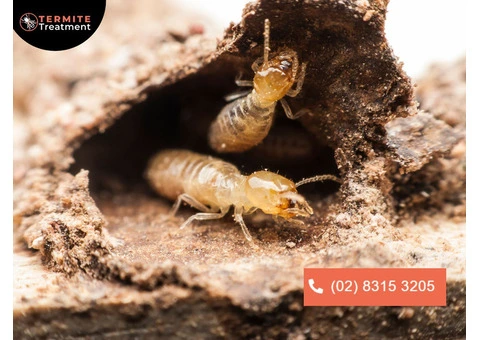 Termite Inspection Sydney – Is Your Property Safe?