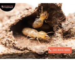 Termite Inspection Sydney – Is Your Property Safe?