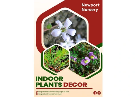 Indoor Plants Decor | Newport Nursery