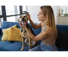 Complete Health & Hygiene Care for Dogs: Clean, Healthy, Happy Pets