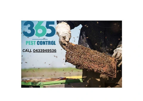 Bees Control Melbourne – Fast, Safe, and Professional Bee Removal Solutions