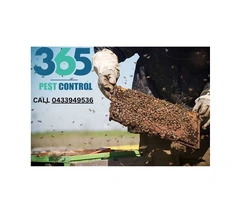 Bees Control Melbourne – Fast, Safe, and Professional Bee Removal Solutions