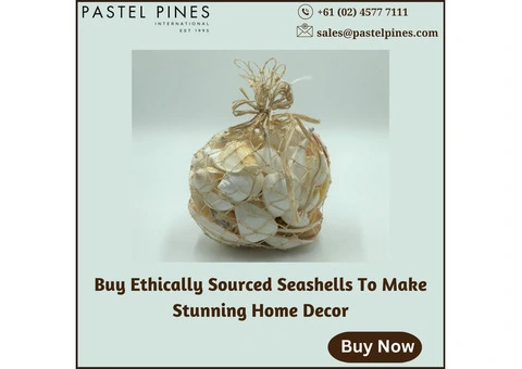 Buy Ethically Sourced Seashells To Make Stunning Home Decor
