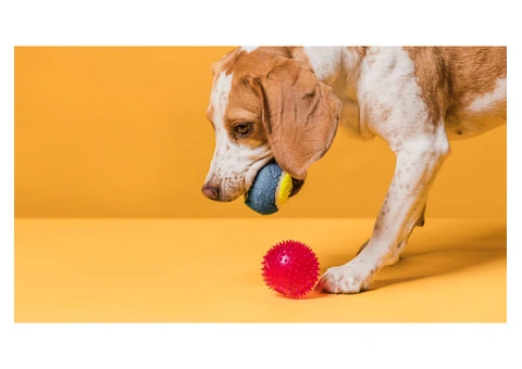 Best Toys and Accessories for Dogs: Fun, Comfort, and Playtime Essentials