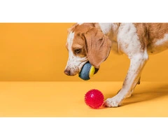 Best Toys and Accessories for Dogs: Fun, Comfort, and Playtime Essentials