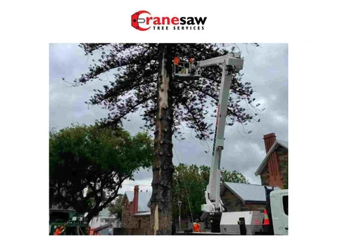 Tree Lopping Adelaide - Professional Tree Removal & Maintenance Services