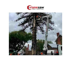 Tree Lopping Adelaide - Professional Tree Removal & Maintenance Services