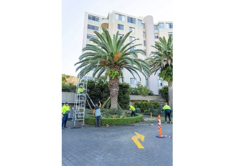 Tony Saunders: Expert Arborist Sydney North Shore-wide