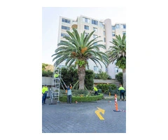 Tony Saunders: Expert Arborist Sydney North Shore-wide