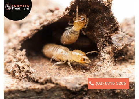 Get Rid of Ants: Effective Ant Control for a Pest-Free Home