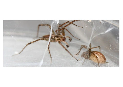 Prevent Spider Infestations with Expert Pest Control Services for Melbourne Residents