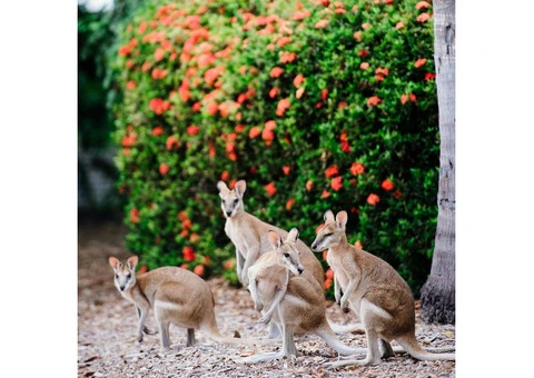 Cable Beach Club Spa & Resort - 4/18