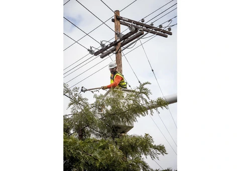 Emergency Tree Services Castle Hill - 1/3