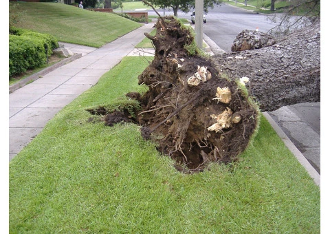 Emergency Tree Services Castle Hill - 2/3