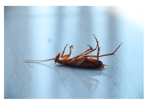 Finding cockroaches all over your kitchen? Take charge right now!