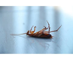 Finding cockroaches all over your kitchen? Take charge right now!