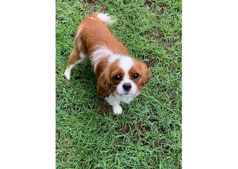 Dog Boarding Melbourne - 1/6