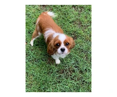 Dog Boarding Melbourne