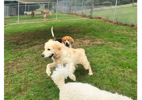 Dog Boarding Melbourne - 2/6