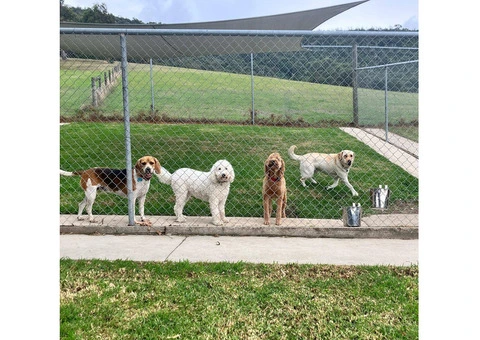 Dog Boarding Melbourne - 4/6