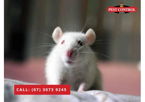 Trusted Pest Exterminators in Brisbane